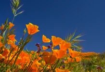 200 schönsten Frühlings-Grußkarten