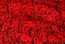 Liebeserklärungen: Lustig, Aufgeregt und Sehnsucht