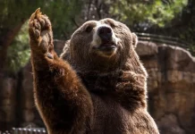 Traumbedeutung: Was es bedeutet, von einem Bären zu träumen